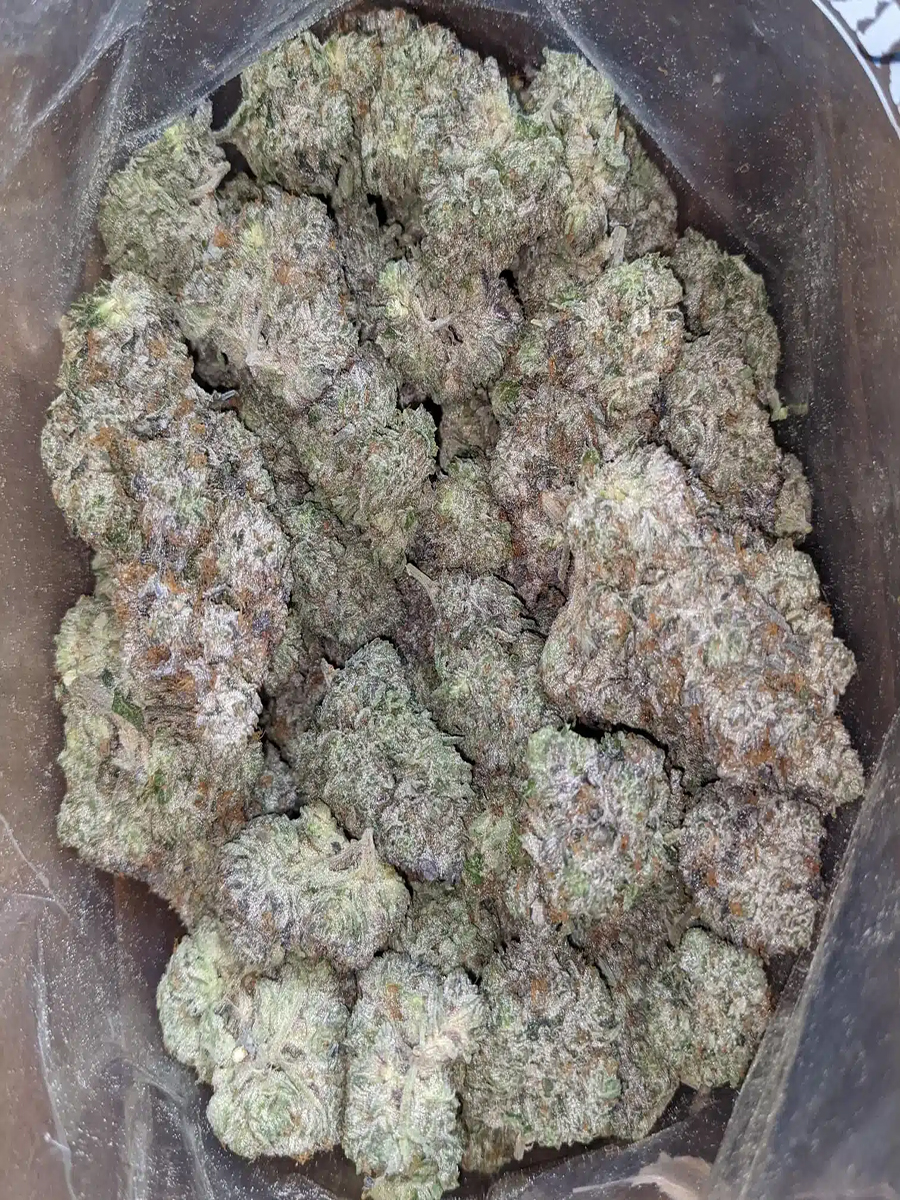Gucci Pink